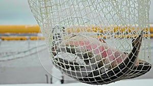 Freshly caught trout in the net close-up. Fish delicacy. Organic farming. Fish farm