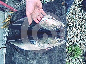 Freshly caught two pieces of Coalfish on board.