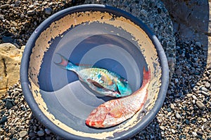 Freshly caught vivid blue and red tropical fish in old dish, Barahona, Dominican Republic