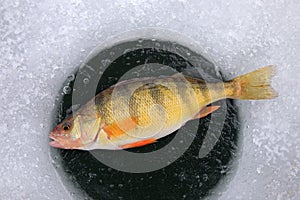 Freshly-caught yellow perch panfish lying on ice hole