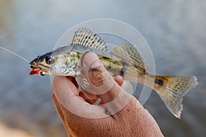 Freshly caught zander. Catch fisherman. Fisherman caught zander.Zander in hand.Fishing background