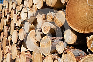 Freshly chopped tree logs