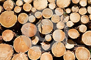 Freshly chopped tree logs
