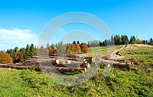 Freshly chopped tree logs