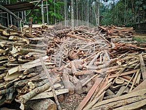 freshly chopped trees logging for sale.