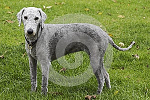 Freshly clipped Bedlington terrier