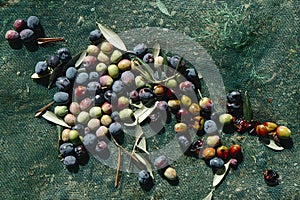 freshly collected arbequina olives on a net
