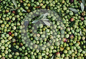 freshly collected arbequina olives in Spain