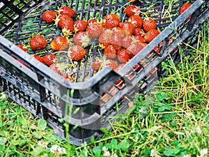 Freshly collected organic strawberry in a plastic tray. Home grown product of high quality with great taste. Berry with different