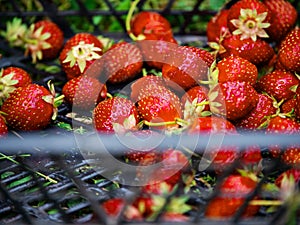 Freshly collected organic strawberry in a plastic tray. Home grown product of high quality with great taste. Berry with different