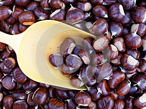 Freshly Collected Raw Chestnuts For Sale