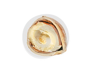 Freshly cracked hazelnut