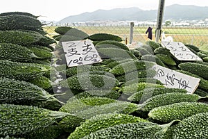 Freshly cucumber on sale