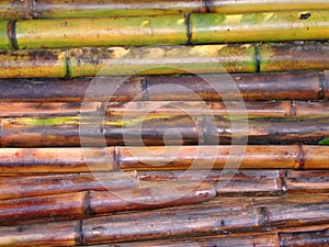 Freshly Cut Bamboo Poles