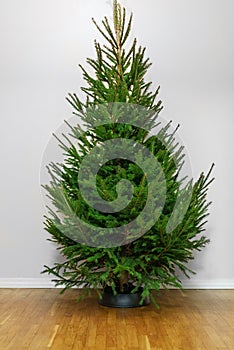 Freshly cut Christmas tree