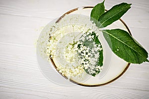 Freshly cut elderberry flowers on a plate with a gold rim. Beautiful flowers for making a whole drink.