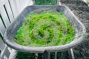 Freshly cut green grass from the lawn in a garden wheelbarrow close-up. Using cut grass to mulch garden beds