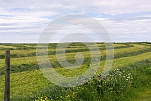 Freshly cut hay