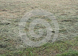 Freshly cut hay