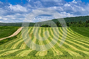 Freshly cut hay field