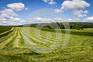 Freshly cut hay field