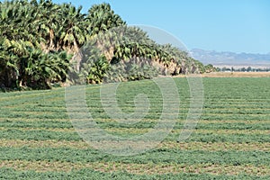 Freshly cut hay rows and Palm Trees