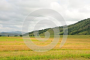 Freshly cut haystacks on the edge of the steppe at the foot of a gentle hill under a cloudy summer sky