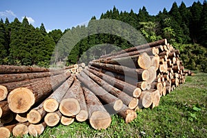 Freshly cut logs piled up