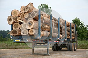 Freshly cut logs on trailer