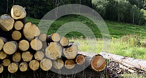 Freshly cut logs from tree laying in green grass in mountainside area