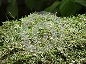 Freshly cut pile of grass clippings or cuttings, mown lawn or ga