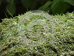 Freshly cut pile of grass clippings or cuttings, mown lawn or gardens in England