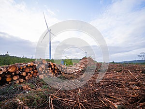 Freshly cut pine trees logs in a pile ready for collection and transportation, wind power turbine in the background. Forestry