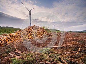 Freshly cut pine trees logs in a pile ready for collection and transportation, wind power turbine in the background. Forestry