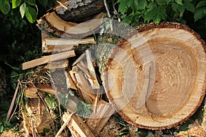 Freshly cut poplar tree with annual rings. Close-up of round logs on blurred nature background.