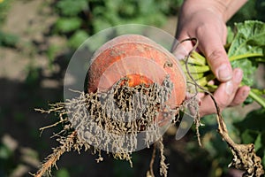 A freshly cut ripe orange turnip from a vegetable garden bed with roots and soil