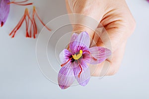 Freshly cut saffron flower in a hand