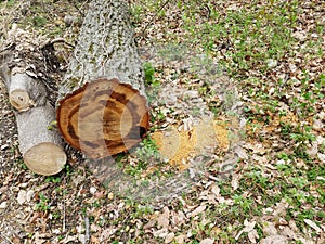 Freshly cut or sawed tree trunk or log with bark dust