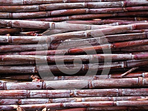 Freshly cut sugar cane