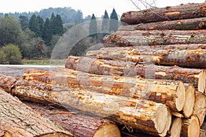 Freshly cut tree logs in a big pile.