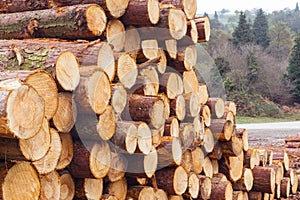 Freshly cut tree logs in a big pile.