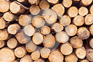 Freshly cut tree logs in a big pile.