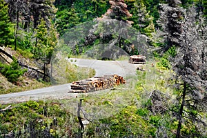 Freshly Cut Tree Logs on Mountain Road, Greece