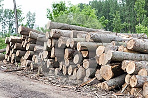 Freshly cut tree logs