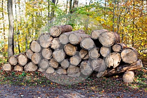 Freshly cut tree logs piled up near a forest road.