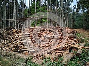 Freshly cut tree logs piled up. Sale of natural resources on the exchange. Ecological problem