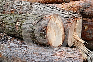 Freshly cut tree pine logs outdoors close