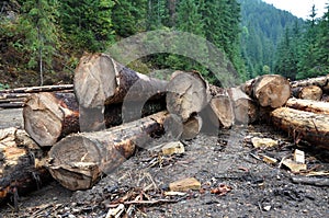 Freshly cut tree trunks near a forest road