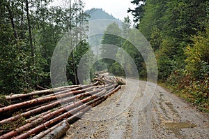 Freshly cut tree trunks near a forest road