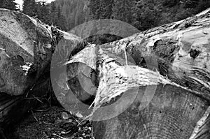 Freshly cut tree trunks near a forest road